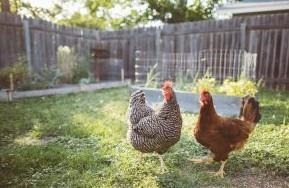 Safe Handling Key To Avoid Illness From Backyard Poultry Flocks